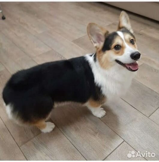 Стрижка собак и кошек