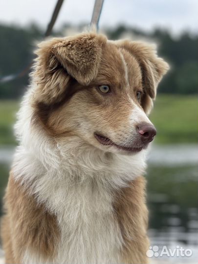 Австралийская овчарка аусси