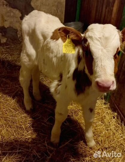 Бычки на откорм