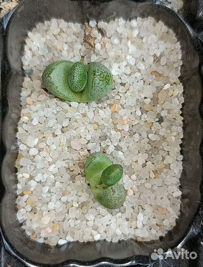 Суккуленты плейоспиллос