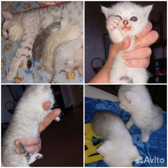 Британская серебристая шиншилла