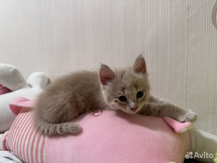 Кошка в дар бесплатно