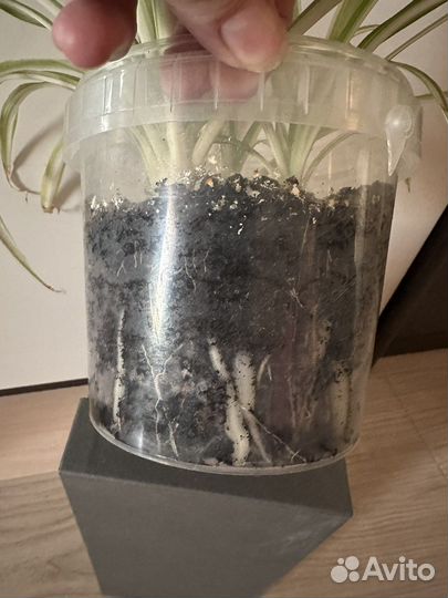 Хлорофитум