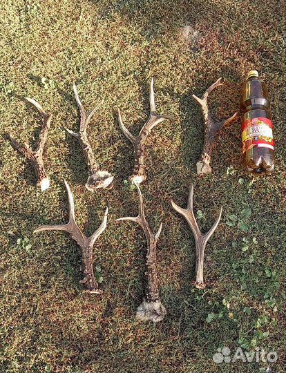 Рога косули