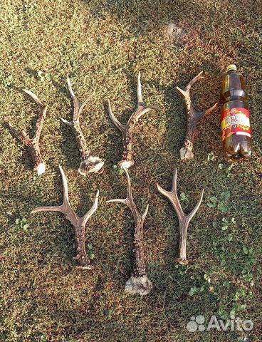 Рога косули