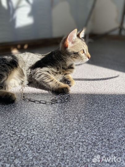 Кошка (корманный тигр)