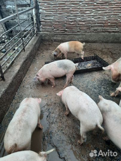 Поросята ландрас