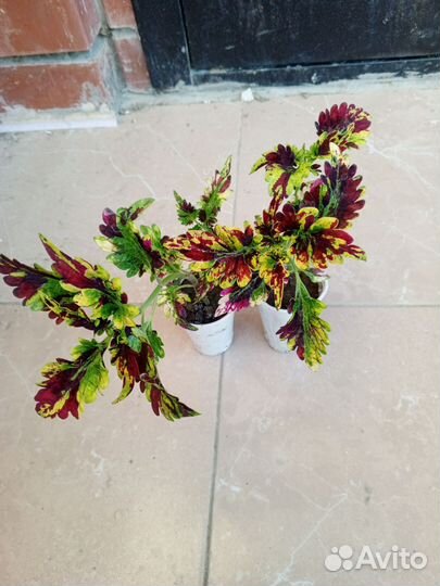 Колеусы вегетативные