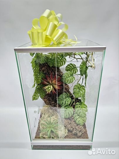 Новый террариум с бананоедом