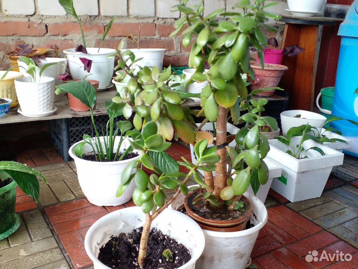 Толстянка(денежное дерево)