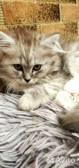 Котики бесплатно в добрые руки