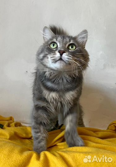 Котик ищет хозяев