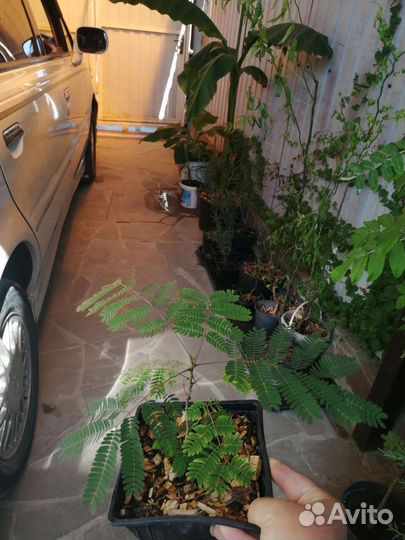 Альбиция, Ленкоранская акация