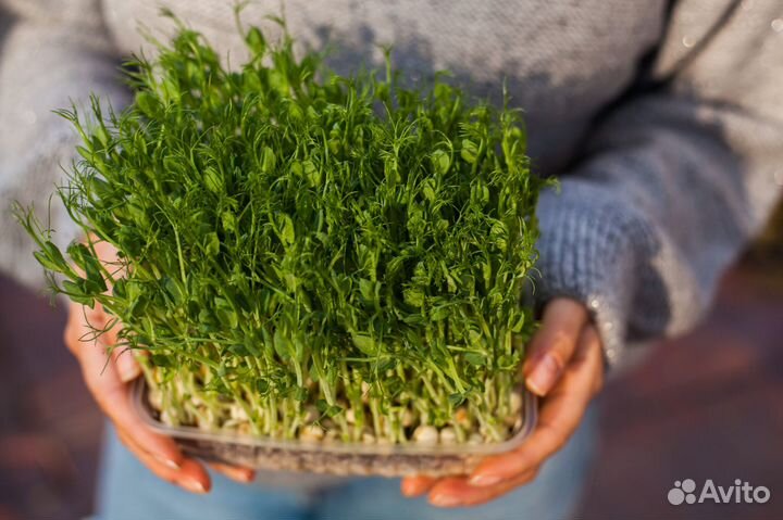 Микрозелень / готовая зелень горох и другие