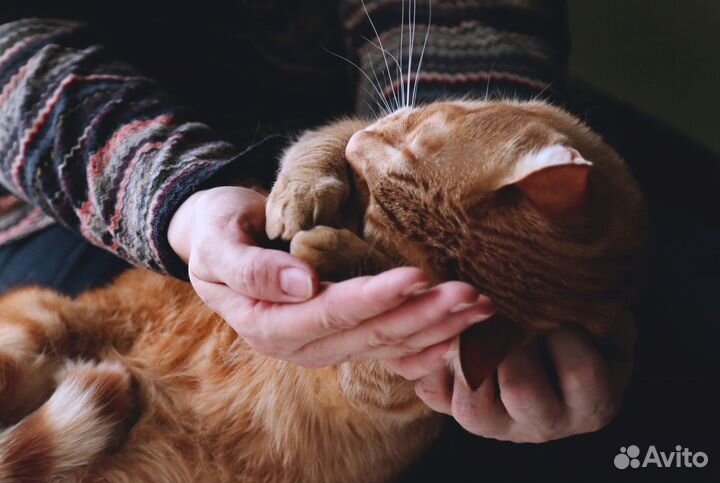 Ласковый котик ищет семью