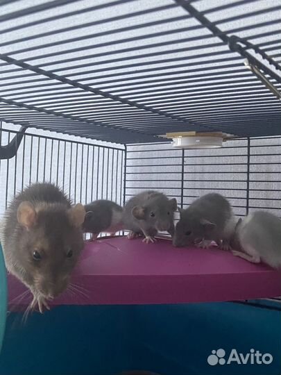 Декоративная крыса дамбо