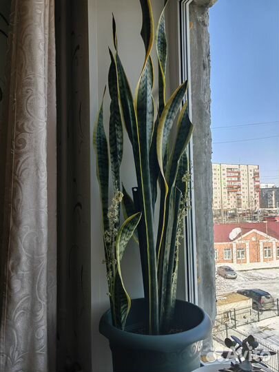 Сансевиерия