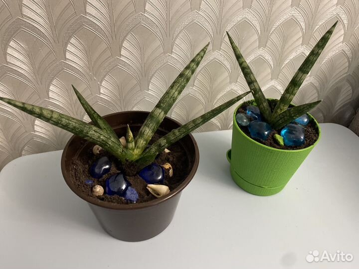 Сансевиерия бонселенсис цилиндрика