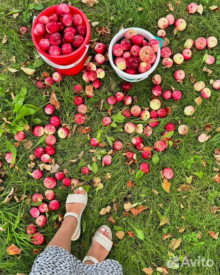 Сушенные яблоки