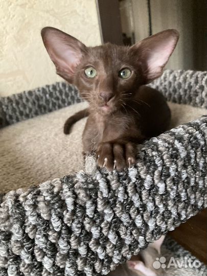 Ориентальная