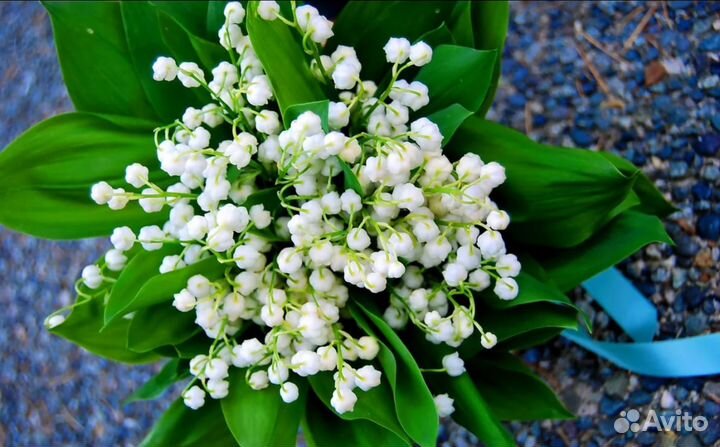 Ландыши, любые букеты из ландышей