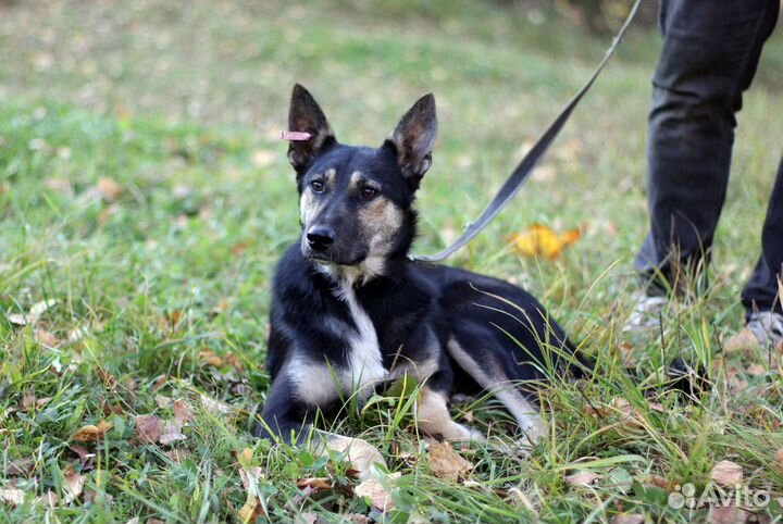 Собака в добрые руки