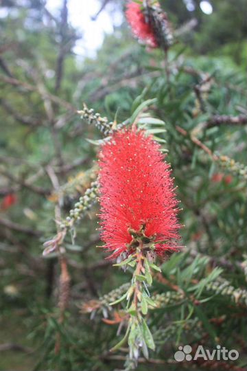 Каллистемон Красивотычинник Саженцы Семена