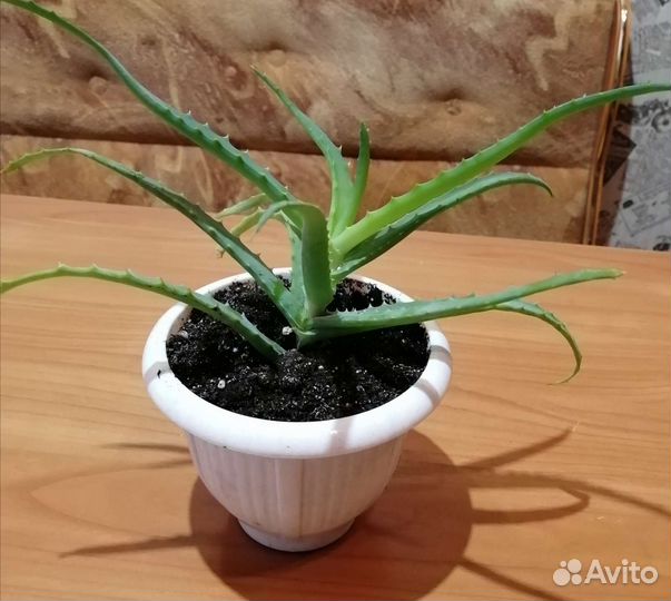Алое лекарственное