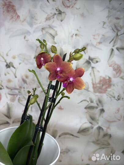 Орхидея фаленопсис