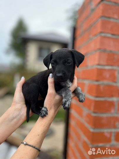 Щенки бесплатно