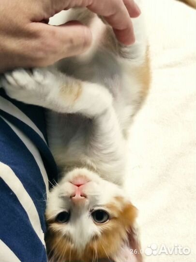 Котенок