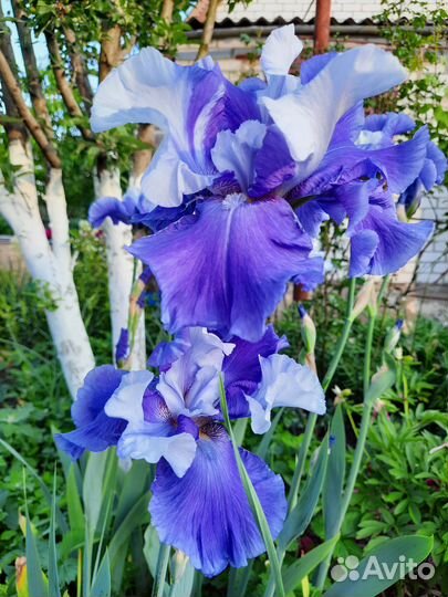 Ирисы сортовые (высокие)