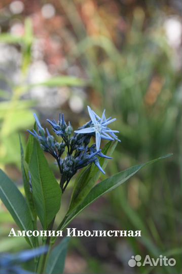 Многолетние Цветы для сада в Ассортименте