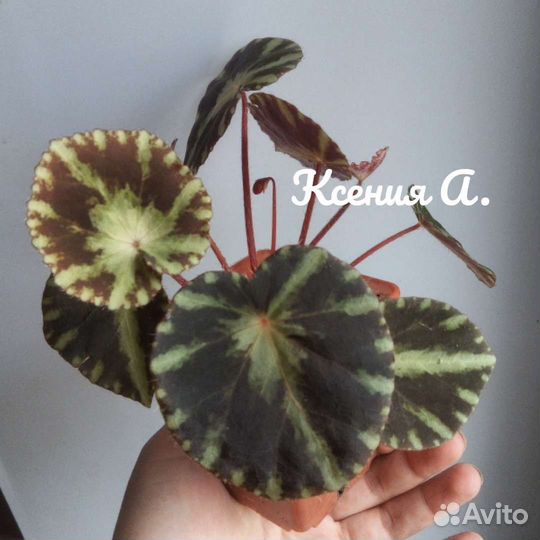 Бегония королевская