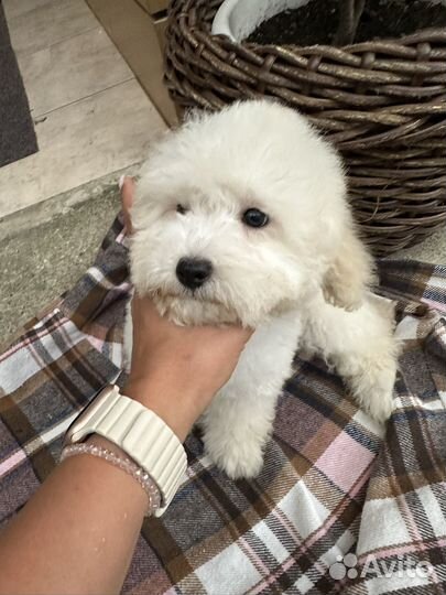 Мальтипули мальчики