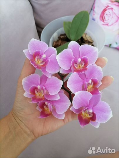 Орхидеи цветущие