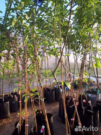 Груши саженцы 4х и 6ти летки