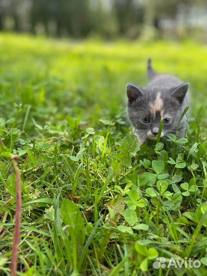 Котенок девочка 1,5 месяца