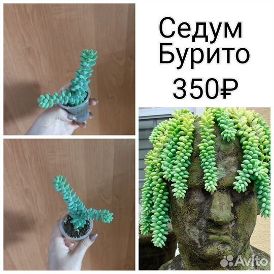 Суккуленты разные: