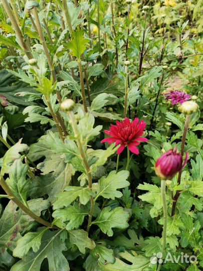 Корни веточной хризантемы