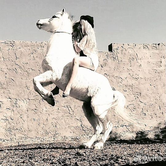 Заказ Пони на праздник