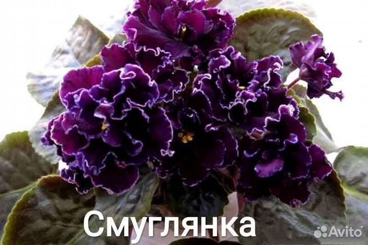 Фиалка сортовая