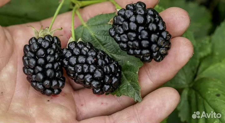 Ежевика Навахо саженцы