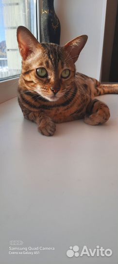 Ищу кота для вязки
