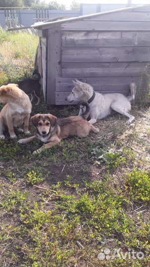 Щенки мать лайка отец неизвестно