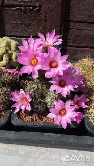 Кактус Маммиллярия Шумани