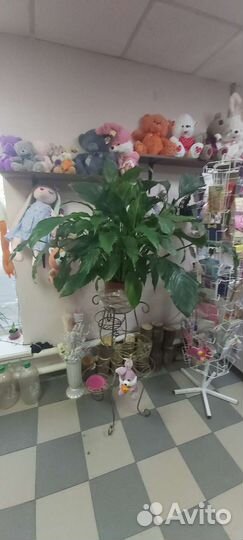 Цветок женское счастье