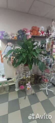 Цветок женское счастье