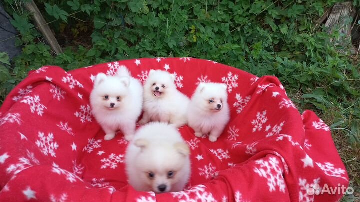 Щенки померанского шпица