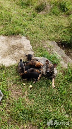 Собака с щенками